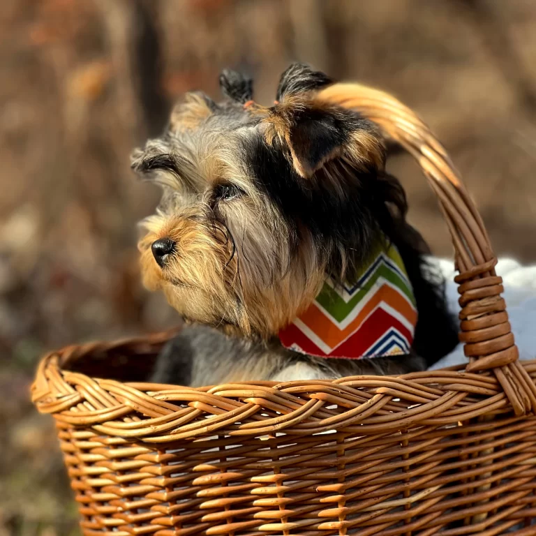 Home, Blue and Gold Parti Yorkie in basket