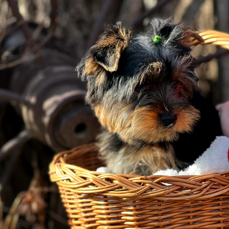 Home, Chocolate Yorkie, Parti, puppy in a basket