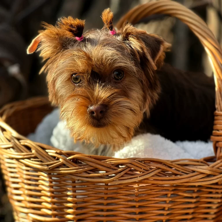 parti yorkie puppy sitting in a basket, Bentley