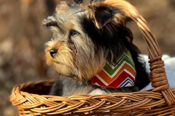 Home, Blue and Gold Parti Yorkie in basket