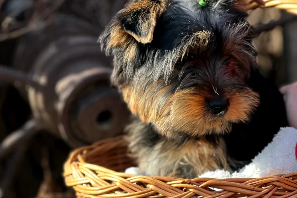 Home, Chocolate Yorkie, Parti, puppy in a basket