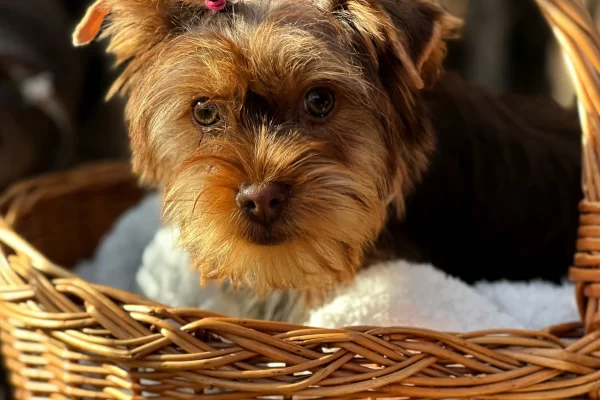 parti yorkie puppy sitting in a basket, Bentley