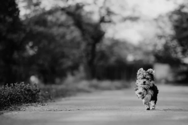 About Yorkshire Terrier, Parti Yorkie Puppy Happily Running in a grassy location with trees