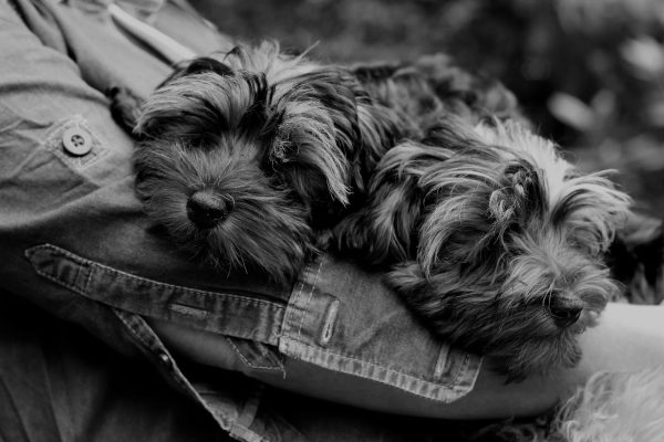 Home, Parti Yorkies, dogs