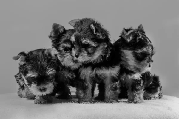 litter of yorshire puppies, parti yorkie breed